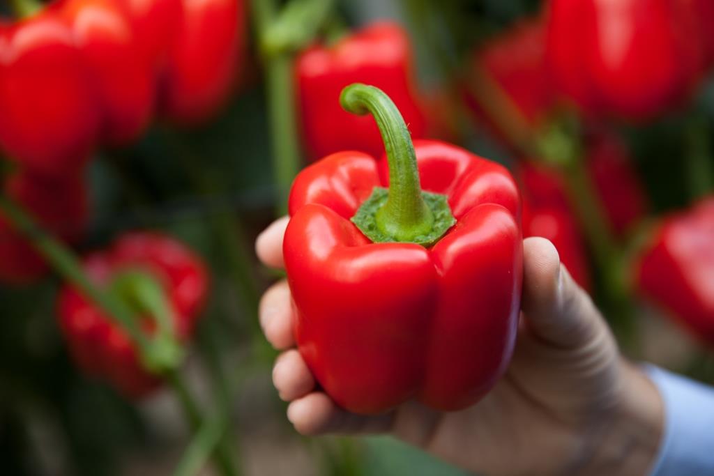 pimiento-rojo